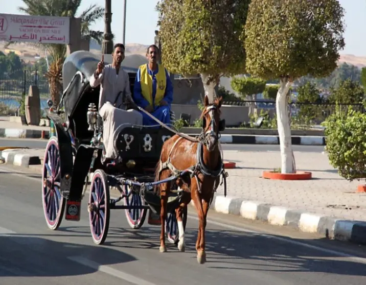 Aswan City Tour by Horse Carriage – Explore Aswan’s Charm